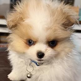Pomeranians from Alicia Amparano