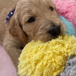 Boy 1 - Goldendoodle puppy in Northridge, California from Jasperdoodle.com