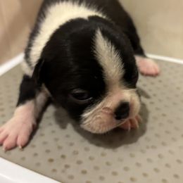 Alex - Black and white male Boston Terrier puppy in Spartanburg, South Carolina from Sassy Pap Farms