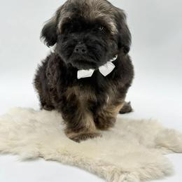 White bow - Gold sable male Havapoo puppy in Evart, Michigan from Northern’s Cute Cuddly Cava Poos