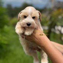 AKC Wheaten Girl - Wheaten female Miniature Schnauzer puppy in Lake Placid, Florida from Love Giver Schnauzers