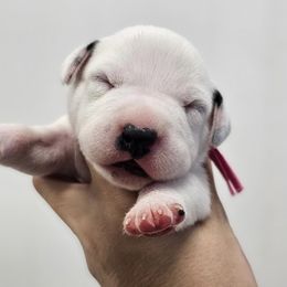 Pink collar - White and black female Dalmatian puppy in Knoxville, Tennessee from Dazzling Dalz