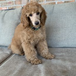 Tarragon - Apricot Poodle puppy in Union Grove, Alabama from Beltane Bonnies