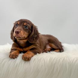 Rosemary - Chocolate and tan female Dachshund puppy in Litchfield, Illinois from Charmm Dachshunds