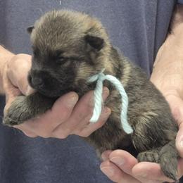 Boy 2 Mint - Sable male German Shepherd puppy in Lake George, Colorado from High Country German Shepherds