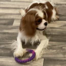 Rowan - Cavalier King Charles Spaniel
