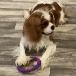 Rowan - Cavalier King Charles Spaniel