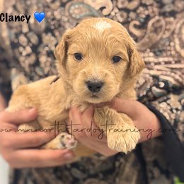 Clancy - Apricot male Goldendoodle puppy in Lancaster, Minnesota from North Star Dog Training