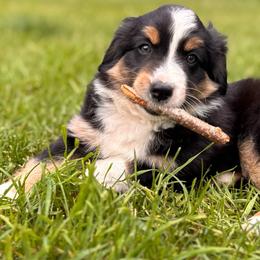 Turbo - Black tri male Miniature Australian Shepherd puppy in Athol, Idaho from Northern Aussies