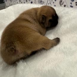 Charm - Fawn female French Bulldog puppy in Riverview, Florida from The Frenchie Lady Co.