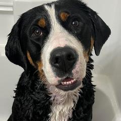 Greater Swiss Mountain Dog and Nederlandse Kooikerhondje Puppies from Ambermoon Kooikerhondje Blackamber Greater Swiss Mountain Dogs