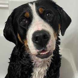 Greater Swiss Mountain Dog and Nederlandse Kooikerhondje Puppies from Ambermoon Kooikerhondje Blackamber Greater Swiss Mountain Dogs