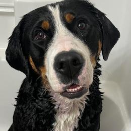 Greater Swiss Mountain Dog and Nederlandse Kooikerhondje Puppies from Ambermoon Kooikerhondje Blackamber Greater Swiss Mountain Dogs