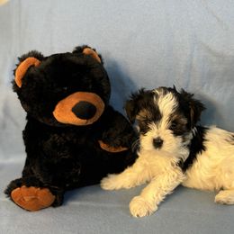 Biewer Terrier Puppies from Precious Jewels Biewer Terriers