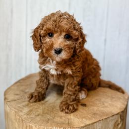 Campari - Red female Assorted Doodle Crosses puppy in Arlington, Washington from Doodle Love Laugh