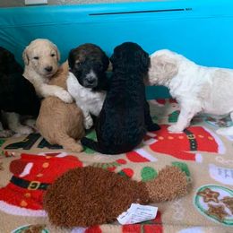 Poodle Puppies from L&K’s Standard Poodles