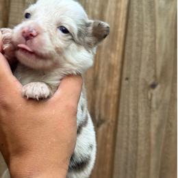 Pearl - Red tri female Miniature Australian Shepherd puppy in Waxahachie, Texas from Forever Holmes Aussies