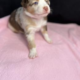 Australian Shepherd Puppies from Copper Top Aussies
