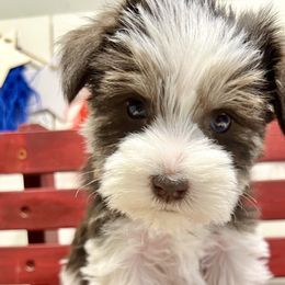 Girl 1 - Parti Miniature Schnauzer puppy in Huntington, Utah from Schnauzers on Robinson Lane