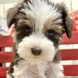 Girl 1 - Parti Miniature Schnauzer puppy in Huntington, Utah from Schnauzers on Robinson Lane