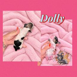 Dolly - Piebald female Dachshund puppy in Hockley, Texas from Shans Down Home Doxies