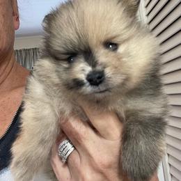 Smores - Chocolate merle male Pomeranian puppy in Avon Park, Florida from Mariska's Pomeranians