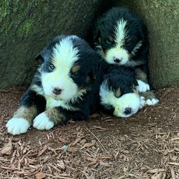 Boy 1 - male Bernese Mountain Dog puppy in Rochester, New Hampshire from Stick House Bernese