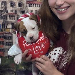 Pink collar - Red female American Staffordshire Terrier puppy in Cloverdale, Indiana from Woodshire American Staffordshire Terrier’s