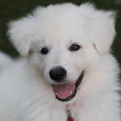 Boy 4 - White Berger Blanc Suisse puppy in Aiea, Hawaii from Hula Moon Berger Blanc Suisse