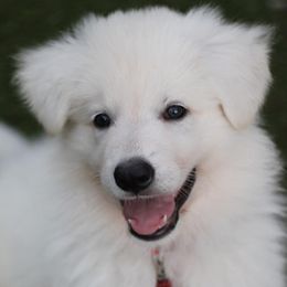 Boy 4 - White Berger Blanc Suisse puppy in Aiea, Hawaii from Hula Moon Berger Blanc Suisse