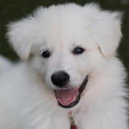 Boy 4 - White Berger Blanc Suisse puppy in Aiea, Hawaii from Hula Moon Berger Blanc Suisse