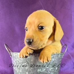 Layla - Cream female Dachshund puppy in Kansas City, Missouri from Divine Doxies LLC
