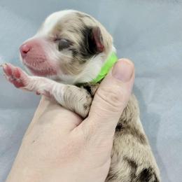 Green Collar (Temporary Name) - Red merle male Toy Australian Shepherd puppy in Norwood, Missouri from Looney Farm’s Toy & Mini Aussies