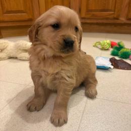 Tesla - Dark golden female Golden Retriever puppy in Grant County, Indiana from On The Sunny Side Pavey Farms