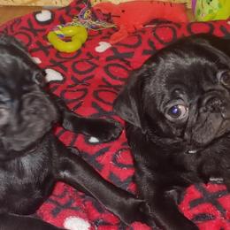 Pugs from Brenda's Pugs