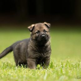 Boy 2 - Sable German Shepherd puppy in Franklin, Vermont from Vom Kiefernhaus