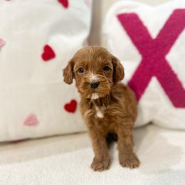 Angel - Red male Australian Labradoodle puppy in Palmdale, California from Doodles_Ko