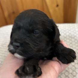 Cole - Black male Cavapoo puppy in Milan, Illinois from Poppy Garden Doodles