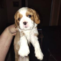 Boy 2 - Blenheim male Cavalier King Charles Spaniel puppy in Belding, Michigan from Miller Cavs and Pyrs