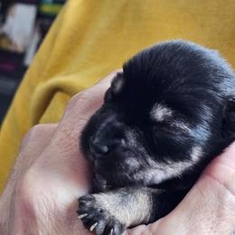 Girl 2 - Salt and pepper female Miniature Schnauzer puppy in Oneonta, Alabama from Harbinger Miniature Schnauzers