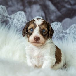 Zeppole - Brown and white male Aussiedoodle puppy in Brevard County, Florida from Enchanting Puppies
