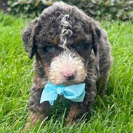 Camilo - Blue merle male Bernedoodle puppy in Mint Hill, North Carolina from DoodleForever
