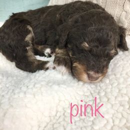 Bernedoodle Puppies from Cry Woof LLC