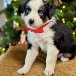 Sage - Black tri-color female Australian Shepherd puppy in Beaverdam, Virginia from Cimmarun Farm Aussies