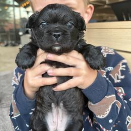 Ella - Brindle female French Bulldog puppy in Brush Prairie, Washington from Hallowells red barn french bulldog's