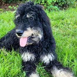 Finn - Tri-color male Bernedoodle puppy in Beachwood, Ohio from Paws of the Vineyard