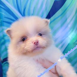 Lavender Merle Parti - Lavender male Pomeranian puppy in Albany, Oregon from Purrs N Poms