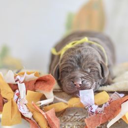 Reserved - Chocolate female Labrador Retriever puppy in Williamston, Sc, South Carolina from Dutton Dog Co & Dalla Grazia Doberman