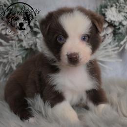 Zaychella - Red tri-color female Australian Shepherd puppy in Fultonville, New York from Sandy Aussies & Pomeranians