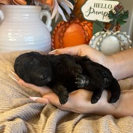 Girl 4 - Black female Poodle puppy in Calimesa, California from Teakwood Poodles of SoCal